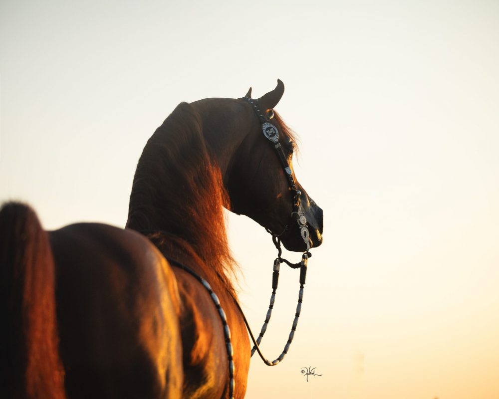 Frankilin_9-25_Karmel_308