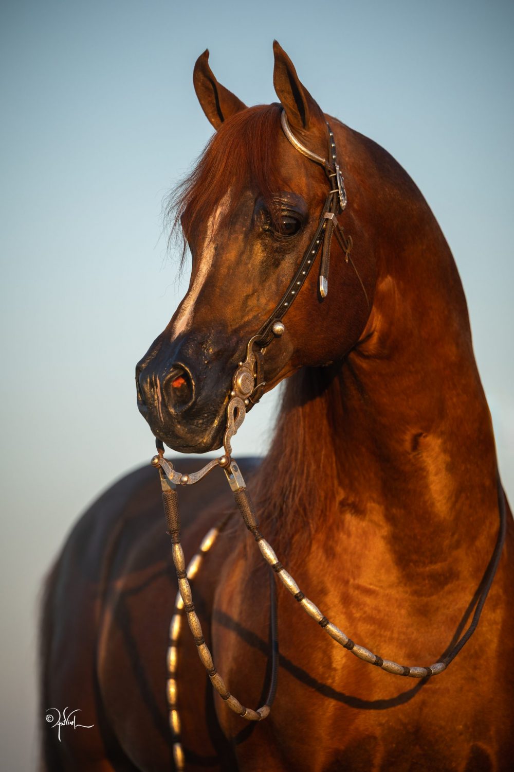 Frankilin_9-25_Karmel_311